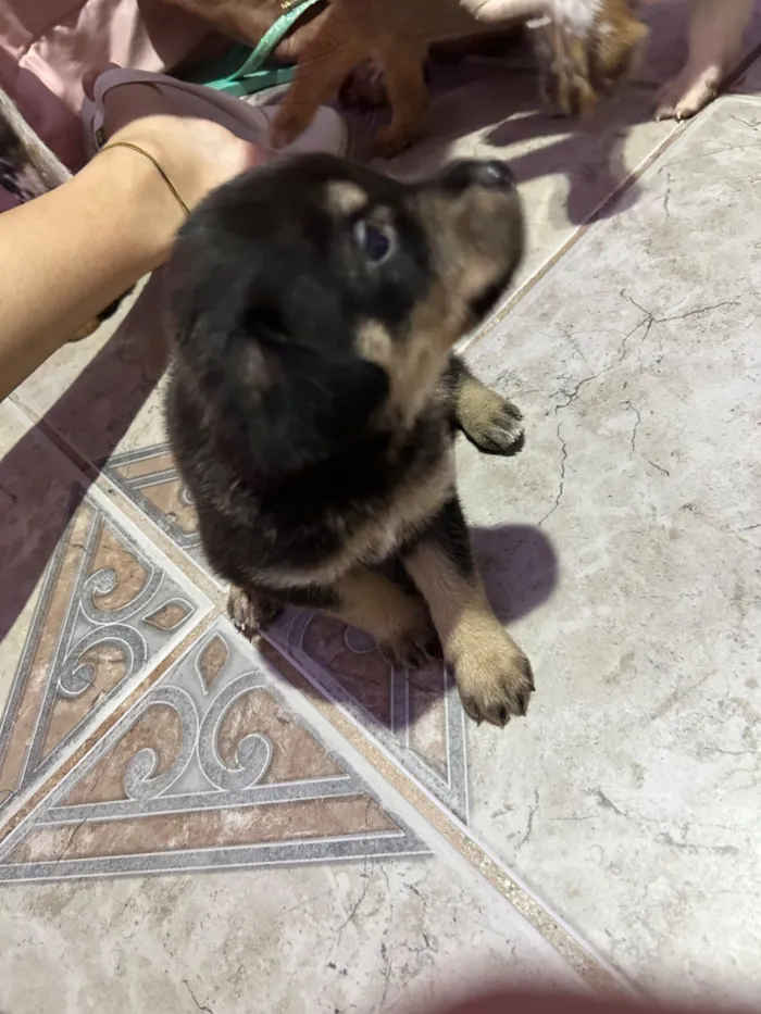 Cachorro raça SRD-ViraLata idade Abaixo de 2 meses nome Sem nomes