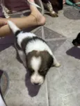 Cachorro raça SRD-ViraLata idade Abaixo de 2 meses nome Sem nome