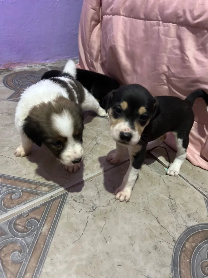 Cachorro raça SRD-ViraLata idade Abaixo de 2 meses nome Sem nomes