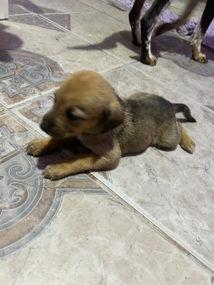 Cachorro raça SRD-ViraLata idade Abaixo de 2 meses nome Sem nomes