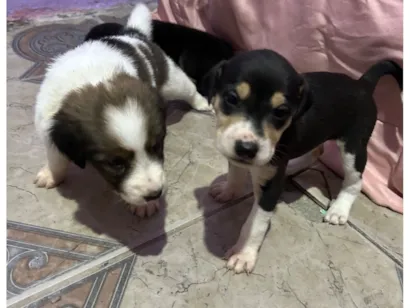 Cachorro raça SRD-ViraLata idade Abaixo de 2 meses nome Sem nomes