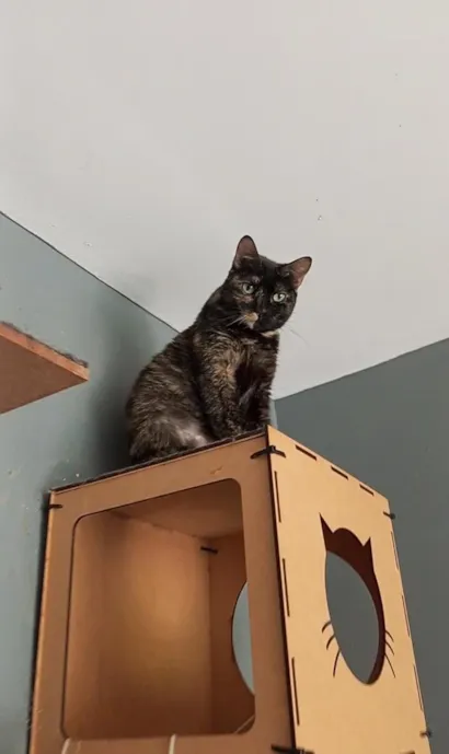 Gato raça SRD-ViraLata idade 4 anos nome Isabele