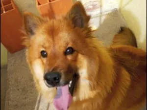 Cachorro raça Chow Chow idade 1 ano nome Sofia 