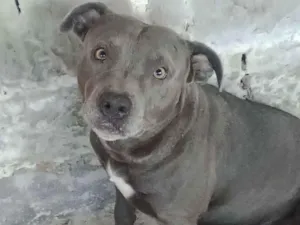 Cachorro raça Pit-Bull idade 3 anos nome Luck