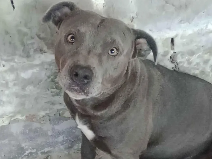 Cachorro raça Pit-Bull idade 3 anos nome Luck