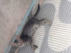 Gato raça Siamês idade 2 a 6 meses nome  Não tem nome 