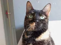 Gato raça SRD-ViraLata idade 4 anos nome Isabele