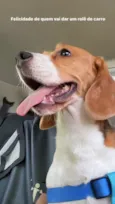 Cachorro raça Basset-Cofap idade 6 ou mais anos nome Ursula 