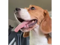 Cachorro raça Basset-Cofap idade 6 ou mais anos nome Ursula 