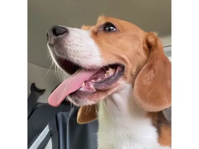 Cachorro raça Basset-Cofap idade 6 ou mais anos nome Ursula 