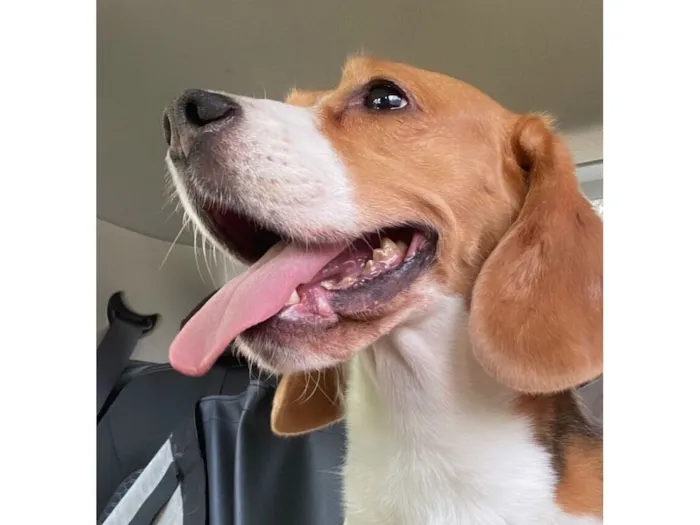 Cachorro raça Basset-Cofap idade 6 ou mais anos nome Ursula 