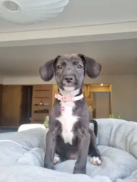 Cachorro raça SRD-ViraLata idade 2 a 6 meses nome Alice