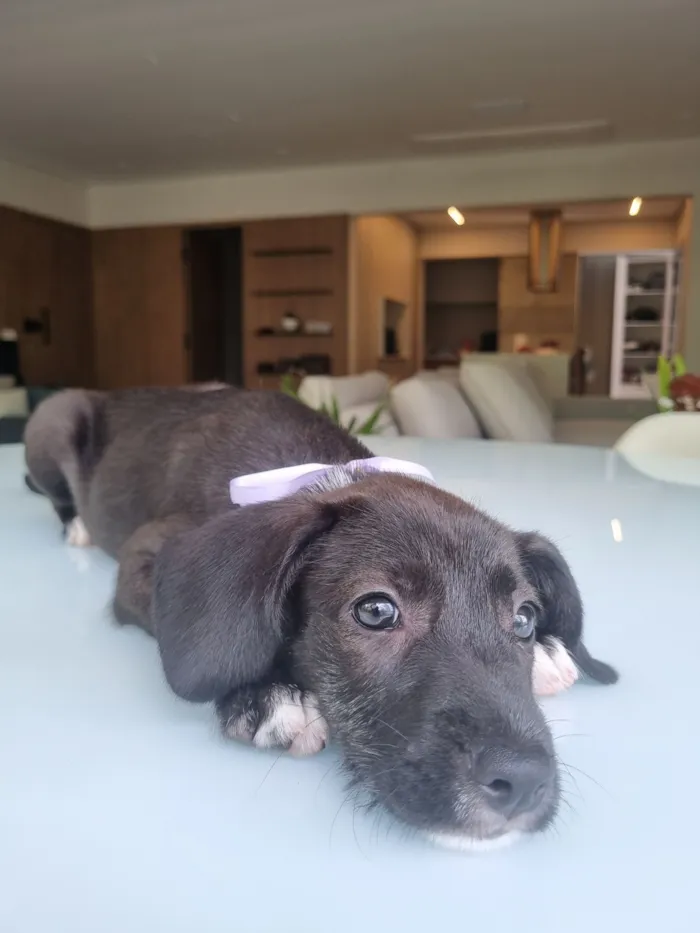 Cachorro raça SRD-ViraLata idade 2 a 6 meses nome Alice