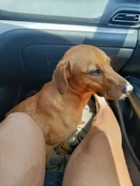 Cachorro raça SRD-ViraLata idade 2 anos nome Ozzy