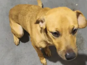 Cachorro raça SRD-ViraLata idade 2 anos nome Ozzy