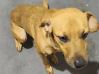Cachorro raça SRD-ViraLata idade 2 anos nome Ozzy