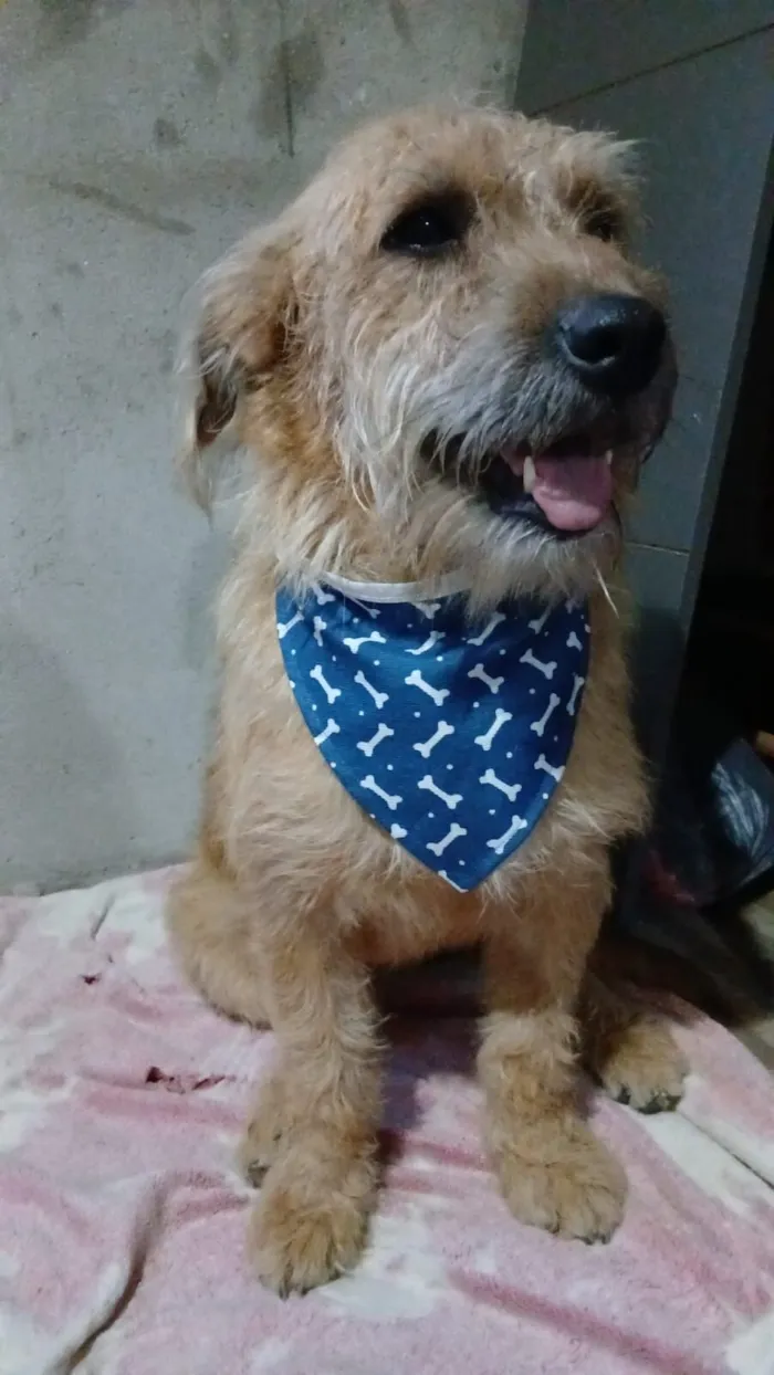 Cachorro raça SRD-ViraLata idade 2 a 6 meses nome Boby
