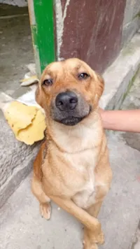 Cachorro raça SRD-ViraLata idade 2 anos nome Job