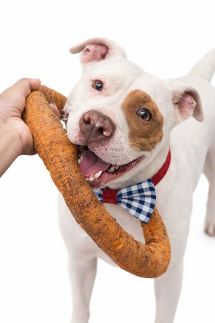 Cachorro raça Pit-Bull idade 2 anos nome Apolo