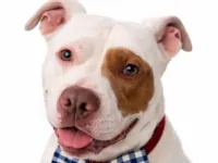 Cachorro raça Pit-Bull idade 2 anos nome Apolo