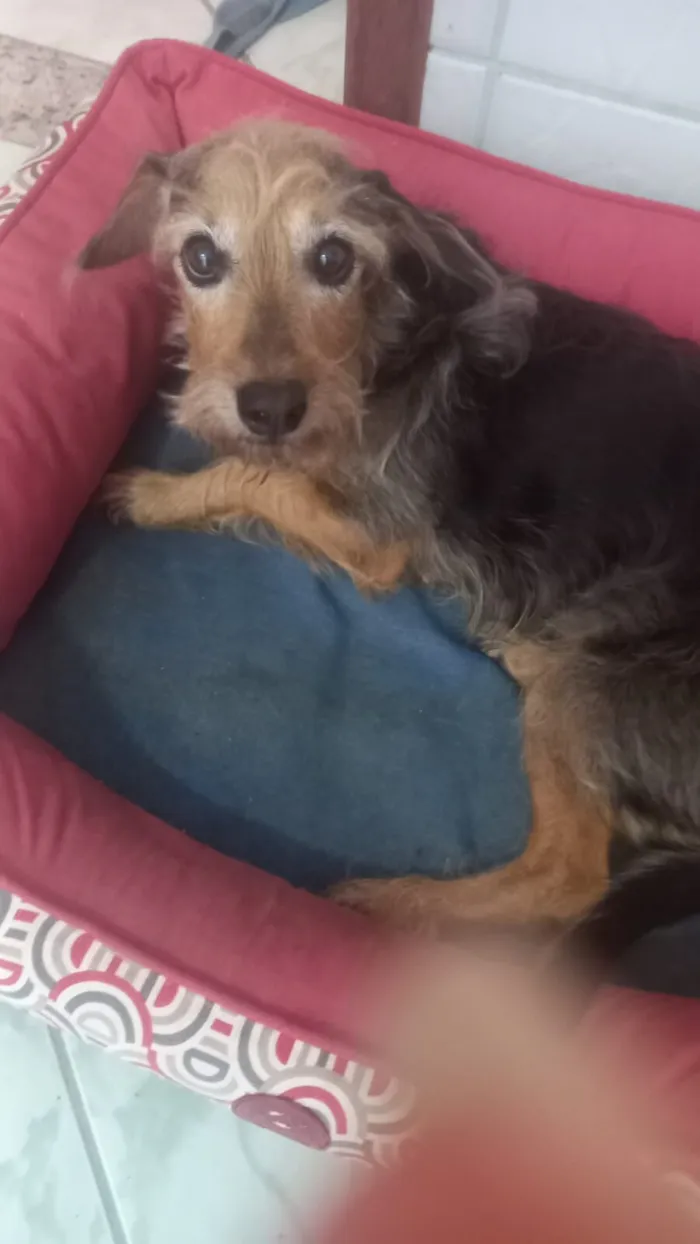 Cachorro raça SRD-ViraLata idade 6 ou mais anos nome Gigi