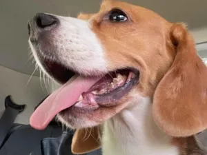 Cachorro raça Basset-Cofap idade 6 ou mais anos nome Ursula 