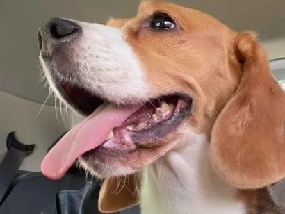 Cachorro raça Basset-Cofap idade 6 ou mais anos nome Ursula 