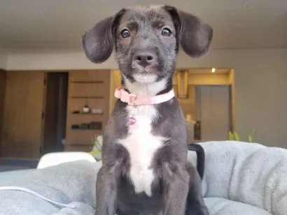 Cachorro raça SRD-ViraLata idade 2 a 6 meses nome Alice