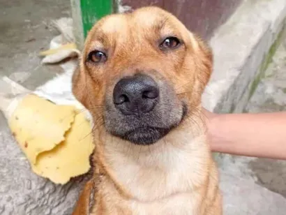 Cachorro raça SRD-ViraLata idade 2 anos nome Job