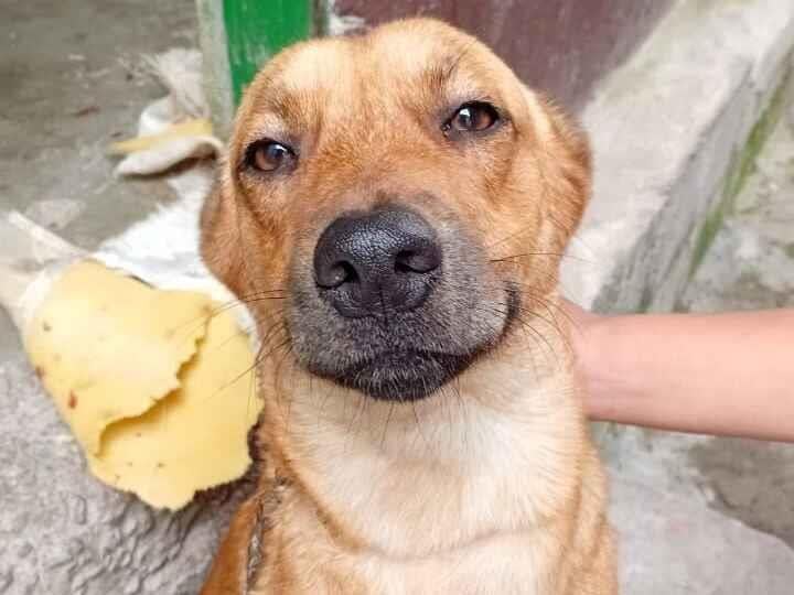 Cachorro raça SRD-ViraLata idade 2 anos nome Job
