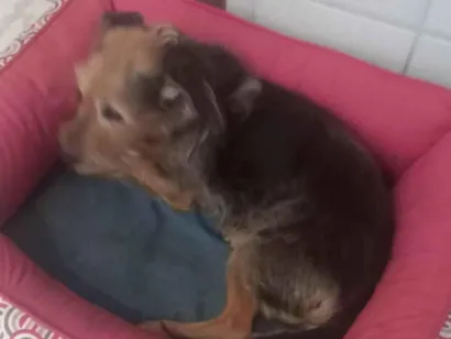 Cachorro raça SRD-ViraLata idade 6 ou mais anos nome Gigi