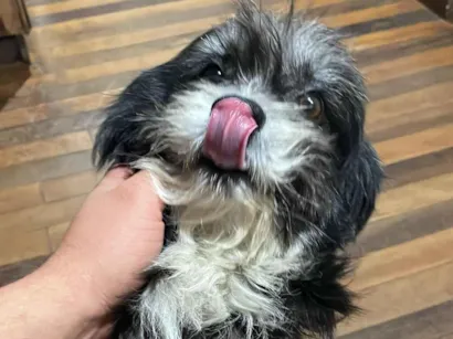 Cachorro raça Shitzu idade 6 ou mais anos nome Pup