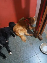 Cachorro raça Labrador idade 3 anos nome Maya