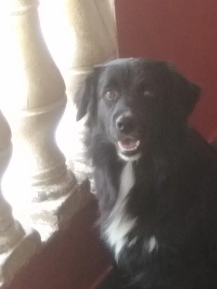 Cachorro raça SRD-ViraLata idade 2 a 6 meses nome Thor