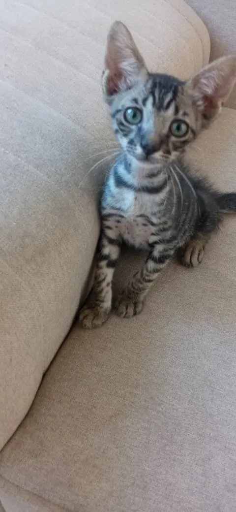 Gato raça SRD-ViraLata idade Abaixo de 2 meses nome Garoto