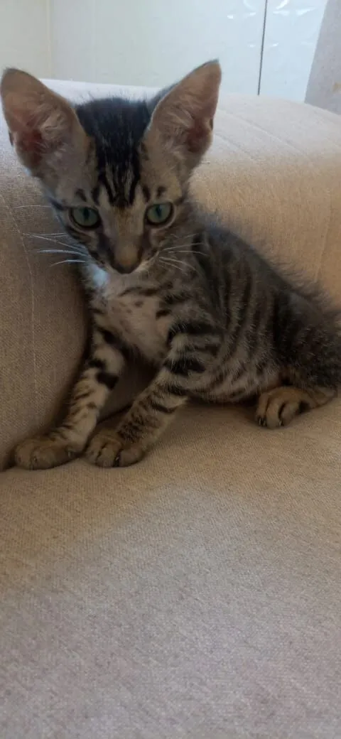 Gato raça SRD-ViraLata idade Abaixo de 2 meses nome Garoto