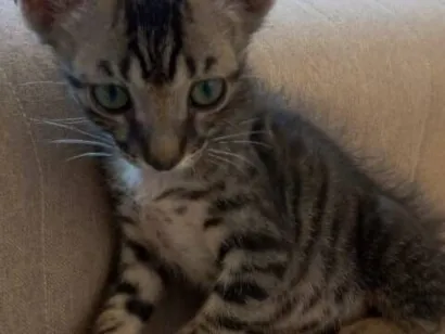 Gato raça SRD-ViraLata idade Abaixo de 2 meses nome Garoto