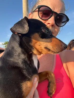 Cachorro raça SRD-ViraLata idade 1 ano nome Procura-se Dono