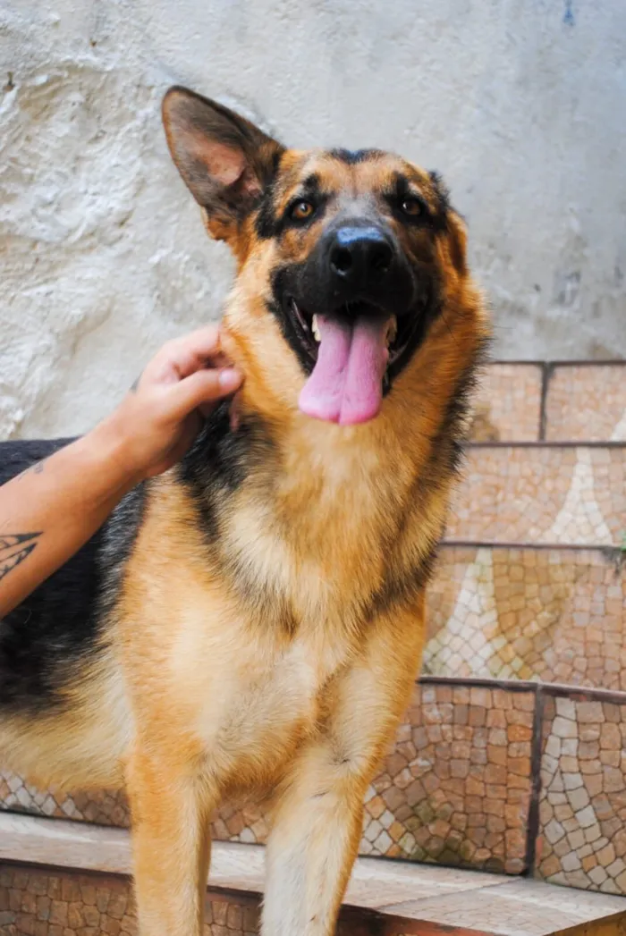 Cachorro raça Pastor Alemão idade 1 ano nome Zoe