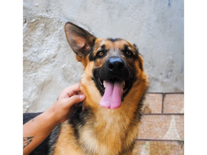 Cachorro raça Pastor Alemão idade 1 ano nome Zoe