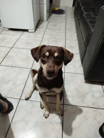 Cachorro raça SRD-ViraLata idade 7 a 11 meses nome Teddy