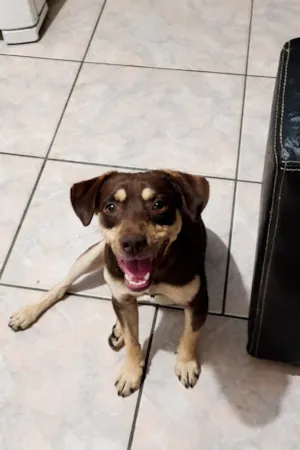 Cachorro raça SRD-ViraLata idade 1 ano nome Teddy