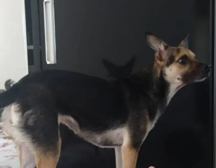 Cachorro raça SRD-ViraLata idade 5 anos nome SHIVA