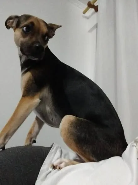 Cachorro raça SRD-ViraLata idade 5 anos nome SHIVA