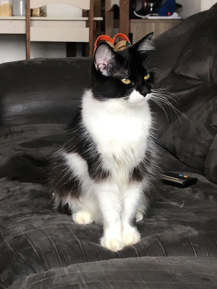 Gato raça SRD-ViraLata idade 7 a 11 meses nome Emma