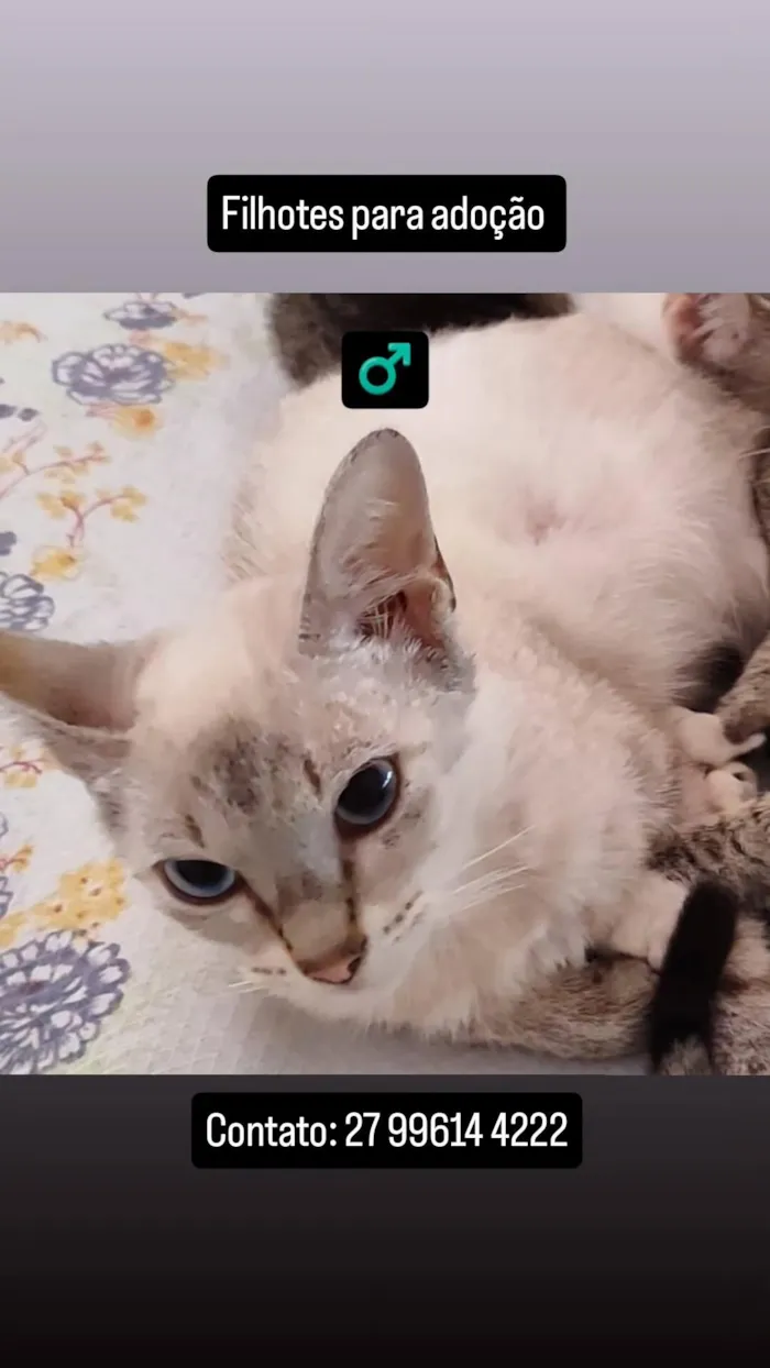 Gato raça SRD-ViraLata idade 7 a 11 meses nome Sem nome