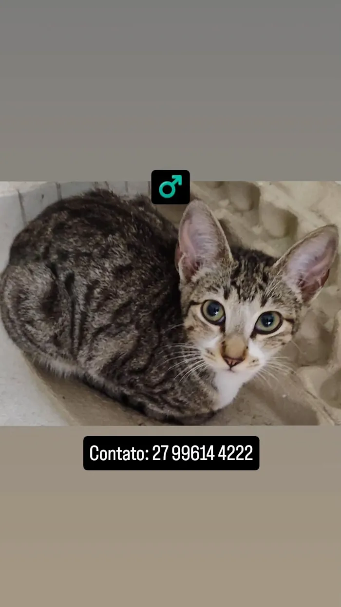 Gato raça SRD-ViraLata idade 7 a 11 meses nome Sem nome