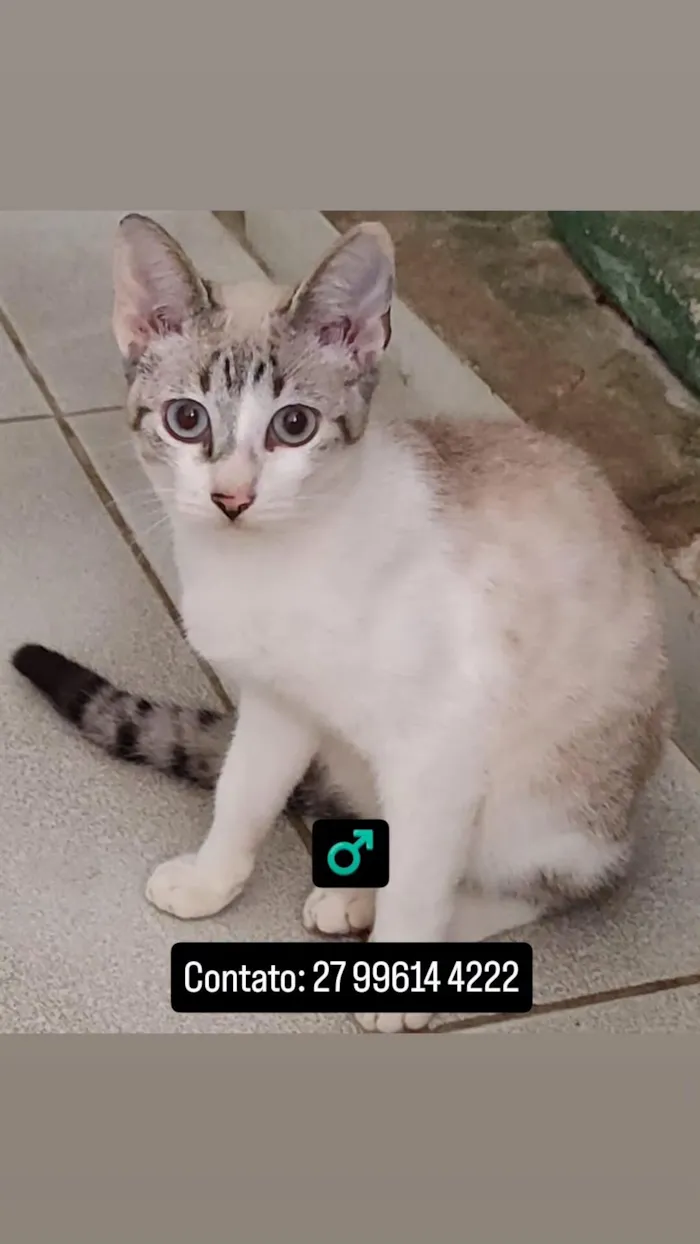 Gato raça SRD-ViraLata idade 7 a 11 meses nome Sem nome