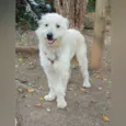 Cachorro raça SRD-ViraLata idade 2 anos nome Snow