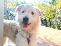 Cachorro raça SRD-ViraLata idade 2 anos nome Snow